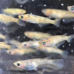 【メダカ屋　恵作めだか】　AW-03R　写真は現物　ランダムに撮影　若魚　1匹400円の画像