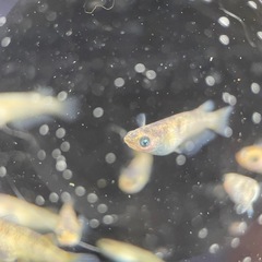 【メダカ屋　恵作めだか】　AW-03R　写真は現物　ランダムに撮影　若魚　1匹400円の画像