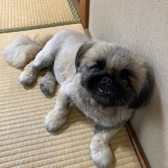 【急募】ペキニーズ
