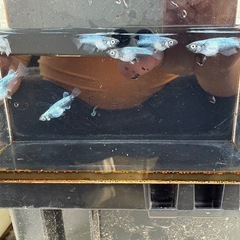 メダカの画像