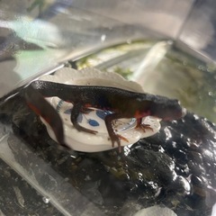アカハライモリ