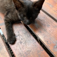 野良猫です（お家決まりました）