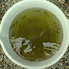 ①ラメめだか色々稚魚お楽しみ10匹+αセット
