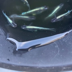 ラムネブルーメダカの画像