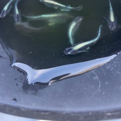 ラムネブルーメダカの画像