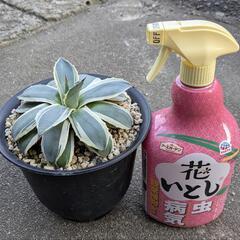 アガベ　アプラナータ　クリームスパイク