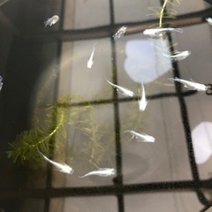メダカ　サンセット極龍ダルマ　5匹