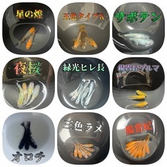 メダカ針子セット◆