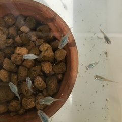 メダカ　深海ダルマ　5匹
