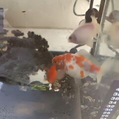 パールスケール、金魚