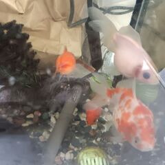 金魚、パールスケール