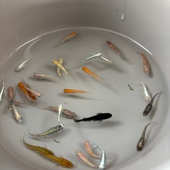 めだか色々30匹＋αの画像