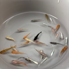 めだか色々30匹＋αの画像