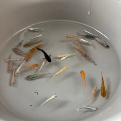 めだか色々30匹＋αの画像