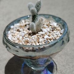 お子ちゃんのバニーカクタス🌵