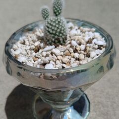 お子ちゃんのバニーカクタス🌵の画像