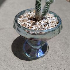 お子ちゃんのバニーカクタス🌵の画像