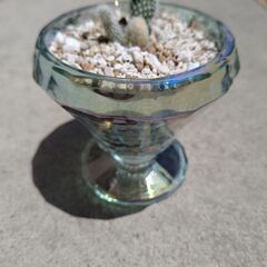 お子ちゃんのバニーカクタス🌵の画像