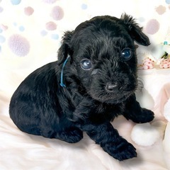 5／23生まれ🐶チワポメプー💓