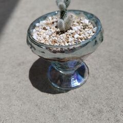 お子ちゃんのバニーカクタス🌵の画像