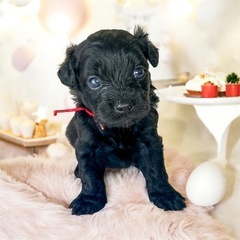 5／23生まれ💓チワポメプー🐶