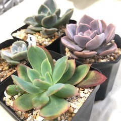 多肉植物　エケベリア　F