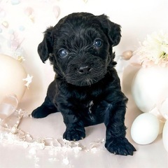 5／23生まれ💓チワポメプー🐶