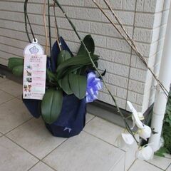胡蝶蘭　さしあげます