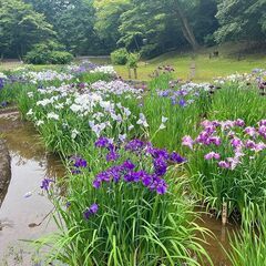 【6/19(木)】明治神宮で朝散歩しませんか？ - 渋谷区