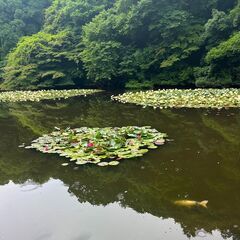 【6/19(木)】明治神宮で朝散歩しませんか？ − 東京都