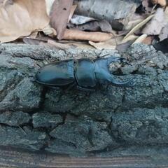 オオクワガタ（久留米血統）オス72㎜メス45㎜ペアの画像