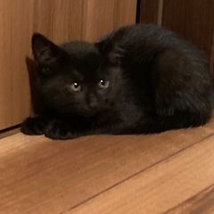 黒猫女の子子猫里親募集