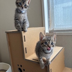 ミルクから育てた子猫　人慣れ抜群です！栃木からの募集です