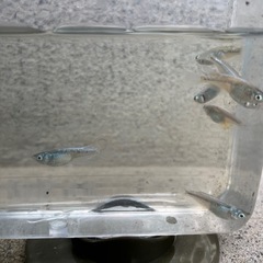 幹之メダカ(鉄仮面種)の稚魚の画像