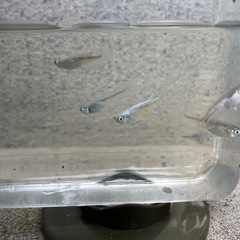 幹之メダカ(鉄仮面種)の稚魚の画像