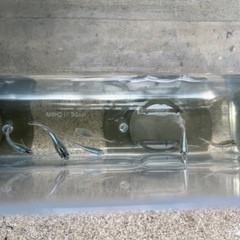 幹之メダカ(鉄仮面種)の稚魚の画像