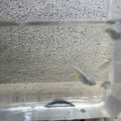幹之メダカ(鉄仮面種)の稚魚の画像