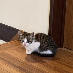 きれいキジ白ソックス 女の子 里親募集