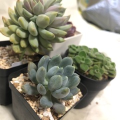 多肉植物　エケベリア他G