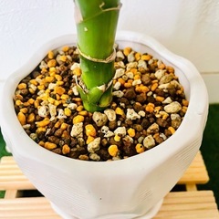 ドラセナ　ジェレ　観葉植物　鉢植え　そのまま飾れる　無機質の土の画像