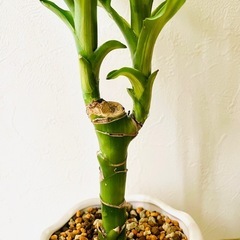 ドラセナ　ジェレ　観葉植物　鉢植え　そのまま飾れる　無機質の土の画像