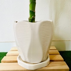 ドラセナ　ジェレ　観葉植物　鉢植え　そのまま飾れる　無機質の土の画像