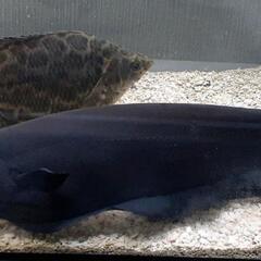 ☆超特大!!35cmオーバー☆古代魚ブラックゴースト☆独特の魅力...