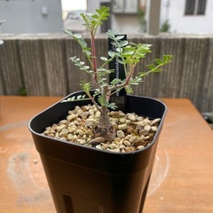 パキコルムス　ディスカラー　　※商品説明を必ずお読みください