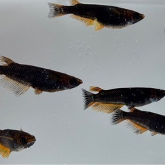 🐟五式typeR GOD   メダカ 8匹 おまかせ選別①🐟の画像