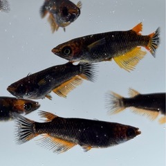 🐟五式typeR GOD   メダカ 8匹 おまかせ選別①🐟の画像