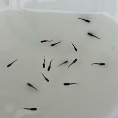 ②オロチメダカの稚魚（1cm前後）７匹（容器付き：２枚目写真）