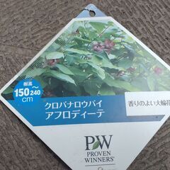 PW クロバナロウバイ アフロディーテ スリット鉢付き