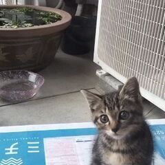 赤ちゃん猫🐈️♂　里親募集🙏　甘えん坊で人懐っこい猫ちゃん🐱♥
