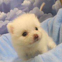  ♂  白系ポメラニアン子犬  13万円（税込）